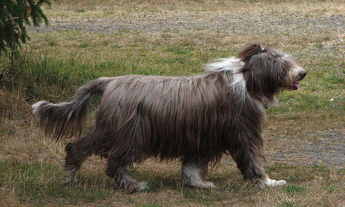 Bearded Dog Breeds