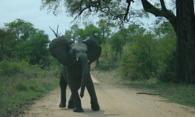 Kruger National Park