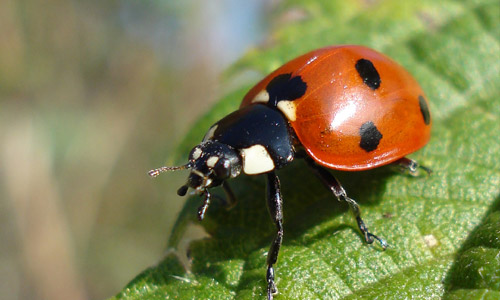 10-good-luck-symbols-around-the-world-ladybug - Mag For Women