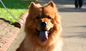 Chow Chow